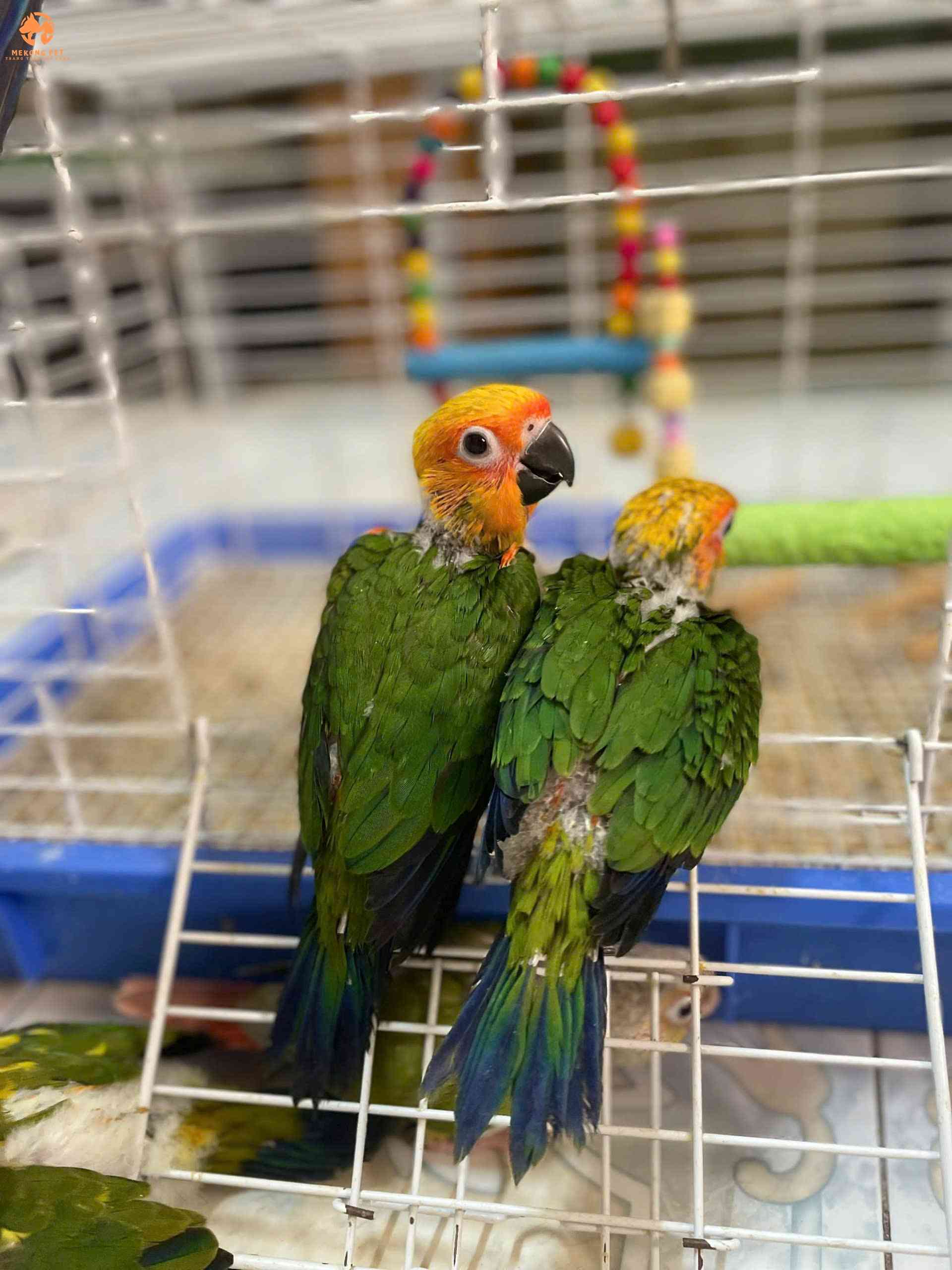 Vẹt Jenday – Người Bạn Sắc Màu Đầy Thông Minh Và Đáng Yêu